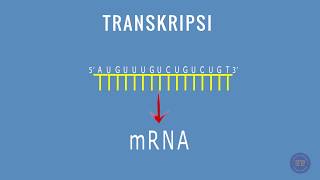 SINTESIS PROTEIN  TRANSKRIPSI [upl. by Moon]