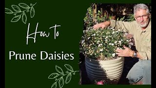 How to Prune Daisies [upl. by Keyte]