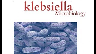 Klebsiella  Microbiology  K pneumonia  Bacteria [upl. by Anhavas]