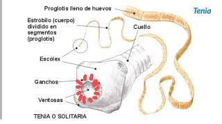 Invertebrados Tipos de gusanos  1ESO [upl. by Englis]