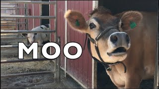 COW SOUNDS REAL COWS FOR KIDS COWS GO MOO COMPILATION [upl. by Sharla639]