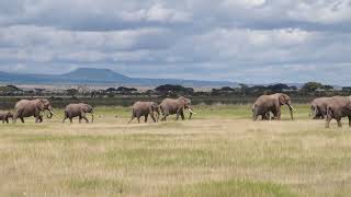 Amboseli National Park PartII [upl. by Ahsienroc]