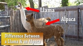 Llama vs Alpaca  Whats the difference [upl. by Tertias617]