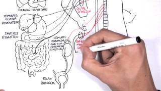 Neurology  Autonomic Nervous System [upl. by Fairfax]