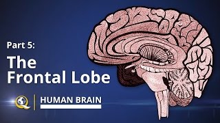 Frontal Lobe  Human Brain Series  Part 5 [upl. by Kenti653]