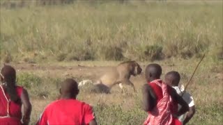 Lion vs Maasai Amboseli National Park Safari Kenya 2015 [upl. by Dao360]