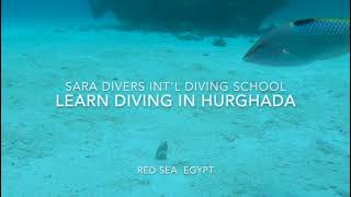 Learn scuba diving in Hurghada Red Sea  エジプトの紅海でダイビングを始めよう [upl. by Araccot947]