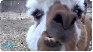 HILARIOUS Alpaca Spits on Camera [upl. by Wallas658]