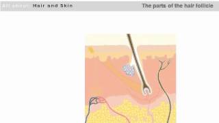 The Basic Structure of the Hair Follicle and Skin [upl. by Garreth468]