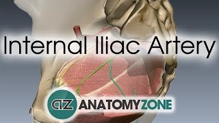 Internal Iliac Artery [upl. by Bik]