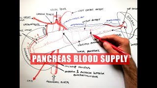 PANCREAS Blood Supply  Anatomy Tutorial [upl. by Aleen]