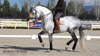 ANDALUSIAN HORSE WITH PASSAGE AND PIAFFE [upl. by Wolfgang]