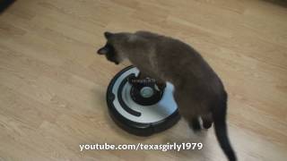 Cat shows HOW TO use iRobot Roomba Vacuum [upl. by Eenimod303]