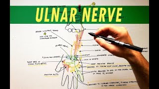 Ulnar Nerve  Anatomy Tutorial [upl. by Drye]