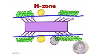 Troponin Tropomyosin and Calcium [upl. by Edveh]