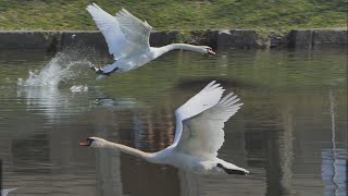 Swan take off and landing  danger in power house [upl. by Auoz]