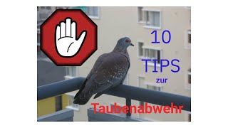 10 Tips zur erfolgreichen Taubenabwehr [upl. by Doralynne163]