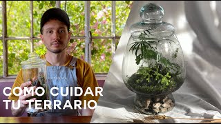 Cómo cuidar tu terrario luz mantenimiento y agua [upl. by Bilski]