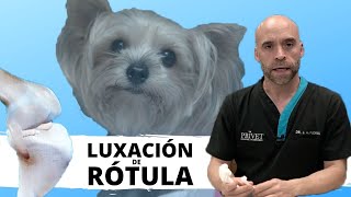 🦴LUXACIÓN DE RÓTULA EN PERROS  Traumatología Veterinaria [upl. by Ykcir]