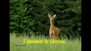 Aboiement du chevreuil [upl. by Eeryn884]