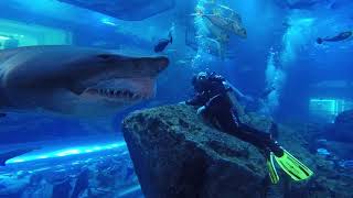 Shark Dive Dubai Aquarium  Close Encounter [upl. by Aitnwahs]