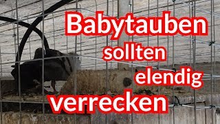 Babytauben sollten elendig verrecken  Tiernotruf 91 [upl. by Nyret162]