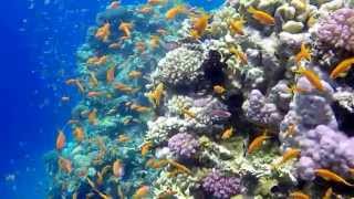 Diving Hurghada 2015 [upl. by Sosthina]