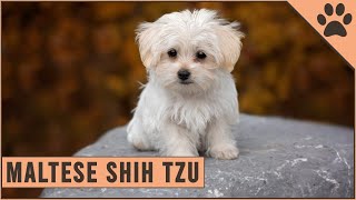 Maltese Shih Tzu Mix  Mix Breed Information [upl. by Anneyehc]