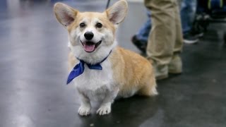 Everything About The Corgi In 60 Seconds [upl. by Effie4]