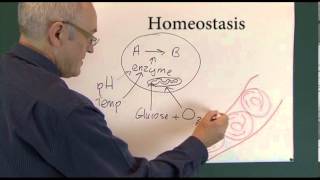 Homeostasis 1 Physiological Principles [upl. by Alegnat733]