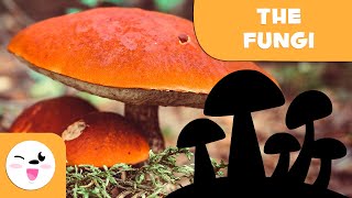 What are fungi  The Fungi Kingdom for kids [upl. by Ssitnerp]