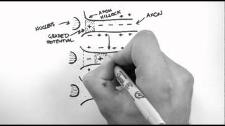 Action Potentials 3  Action Potential Propagation [upl. by Adamina]