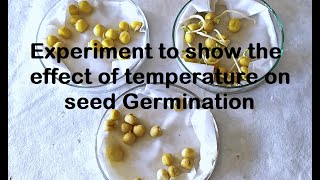 Effect of Temperature on Germination Experiment [upl. by Osmund]