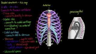 Skeletal Structures The Rib Cage [upl. by Alber883]