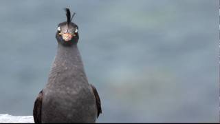 Crested Auklet FullHD JH1RNZ [upl. by Tireb]