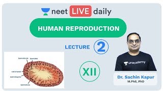 Human Reproduction  Lecture 2  Class 12  Unacademy NEET  LIVE DAILY  NEET Biology  Dr Sachin [upl. by Aihsirt]