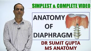 DIAPHRAGM  ANATOMY [upl. by Remmus572]