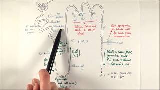 A2 Biology  Selective reabsorption OCR A Chapter 155 [upl. by Zins527]