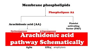 Arachidonic acid pathway [upl. by Kannav]