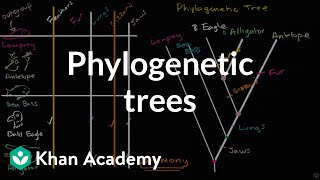 Understanding and building phylogenetic trees  High school biology  Khan Academy [upl. by Cyrus231]