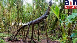 The walking tree of South America [upl. by Poyssick]