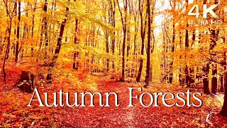 Enchanting Autumn Forests with Beautiful Piano Music  4K Autumn Ambience amp Fall Foliage [upl. by Bernard]