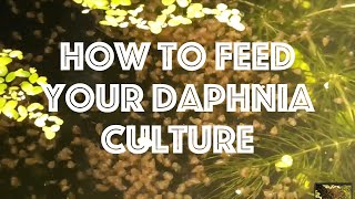 How To Feed Your Daphnia Culture [upl. by Yrok]