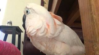 Gotcha the Cockatoo being THE Sweetest bird talking EVER [upl. by Amabel319]