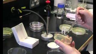 oxidase test [upl. by Civ]