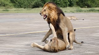 MATING LIONS on the Runway LEOPARD Rasping and ZEBRAS [upl. by Akihdar]