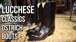 BEAUTIFUL Black Cherry Lucchese Ostrich Boots [upl. by Anirehtac]