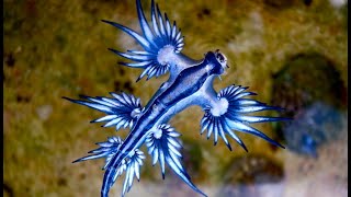 Facts The Blue Sea Dragon [upl. by Parthen415]