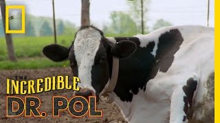 How Now Bloated Cow  The Incredible Dr Pol [upl. by Selimah]