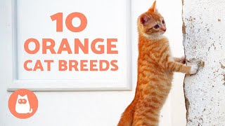 ORANGE CAT BREEDS 🐱🧡 TOP 10 [upl. by Enirehtahc]